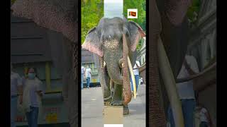 Indian tuskers and Srilankan tuskers🇱🇰🇮🇳 elephanttuskers ramachandranrajasrilankaindia travel [upl. by Aiciles]