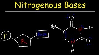 Nucleosides vs Nucleotides Purines vs Pyrimidines  Nitrogenous Bases  DNA amp RNA [upl. by Lucinda281]