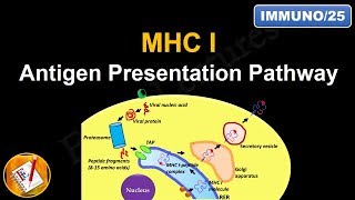 Antigen Processing and Presentation PART I MHC I Antigen Presentation pathway FLImmuno25 [upl. by Adnohser214]