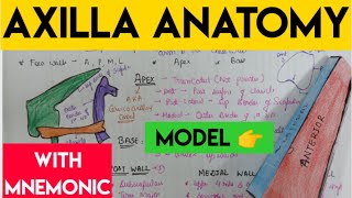 Axilla anatomy [upl. by Nylekcaj67]