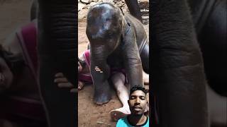 Elephant baby and a lady are friends😍😍😍😍♥️♥️♥️ elephant animals funny shorts [upl. by Naejeillib]