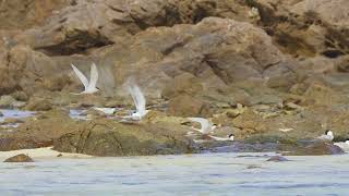 コアジサシ ベニアジサシ blacknaped tern Little tern roseate tern 奄美大島 [upl. by Socin216]