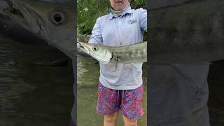 78cm barracuda release fishing release yeppoon australia mangrovejack barracuda [upl. by Patsy]