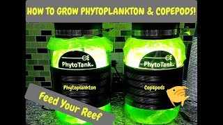 How To Harvest Phytoplankton amp Copepods  Poseidon Reef Systems  Culturing Phyto amp Copepods [upl. by Deidre]