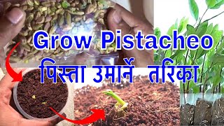 how to grow pistachio plant form grocery pistachio at home [upl. by Ailehc809]