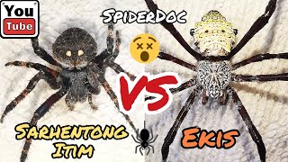 SARHENTONG ITIM vs EKIS Gagambang MASBATE vs Ekis ng BORACAY Spider Fight [upl. by Asena862]