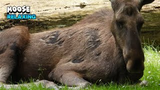 Beautiful Moment Of a Moose Relaxing [upl. by Boar301]