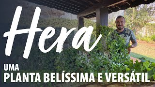 HERA uma PLANTA BELÍSSIMA E VERSÁTIL [upl. by Kitty]