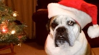 Bulldog Christmas Video [upl. by Euhsoj632]