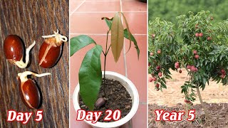 How to propagate lychee from seeds [upl. by Tonina]