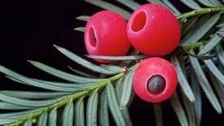 Eating Deadly Yew Berries [upl. by Lorou]