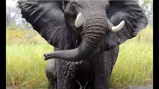 Angry and Loud Elephant on the water  Okavango Botswana [upl. by Jilli]