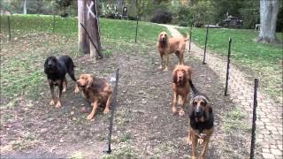 Bloodhounds are Always Guilty [upl. by Lrat]