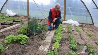 Le Potager du Paresseux  première récolte de radis et autres développements 8 avril 2019 [upl. by Hambley]