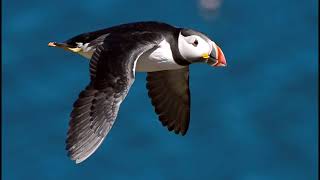 Puffins with Nikon D500 and Nikkor 70300mm VR lens [upl. by Urbana658]