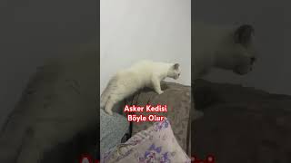 Emret KomutanımUygun Adım Marş Yapan Kedi shots kedi keşfet cat kediler catvideos shorts [upl. by Ardnoek]