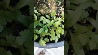 How to grow coriander धनिया कैसे उगाएं shorts youtubeshorts dhaniya coriander viral gardening [upl. by Esyle]