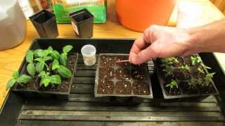 For New Gardeners How to StartPlant Tomato Seeds Indoors for Transplants  MFG 2014 [upl. by Bendick756]