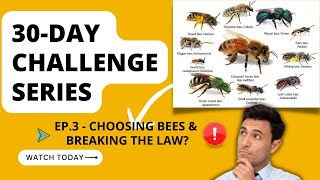 Day 3  Choosing different types of bees 30Day challenge series ep3 [upl. by Silecara]