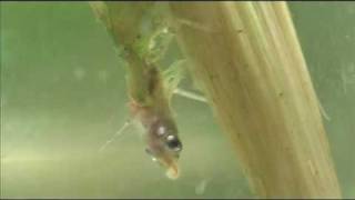 Damselfly larva devours a small fish [upl. by Sarid]