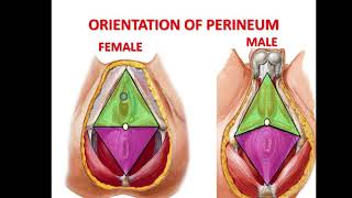 EASY WAY TO UNDERSTAND PERINEUM  UROGENITAL REGION amp PERINEAL POUCHES WITH CONTENTS IN DETAIL [upl. by Aon]