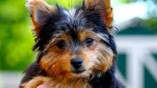 Chorkie  The Ultimate Owners Guide Compilation Video [upl. by Wendt394]