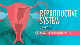 Reproductive System Part 1  Female Reproductive System Crash Course Anatomy amp Physiology 40 [upl. by Eilata898]