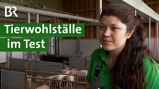 Mehr Tierwohl im Schweinestall Neue Tierwohlställe für artgerechte Tierhaltung  Unser Land  BR [upl. by Abrahams]