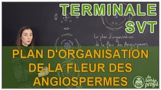 Plan dorganisation de la fleur des Angiospermes  SVT Terminale  Les Bons Profs [upl. by Nessi540]