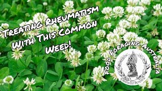 This Common Garden Weed Treats RheumatismArthritis [upl. by Domini]