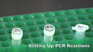 GMO Detection by PCR [upl. by Fu]