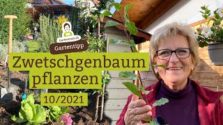 SäulenZwetschgenbaum pflanzen  Pflanztipps für Obstbäume [upl. by Niram528]