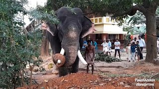 🥰പാപ്പാൻ അടുത്ത് വന്നതും അയ്യപ്പന്റെ കുണുങ്ങി കുണുങ്ങിയുള്ള നിൽപ്പ് കണ്ടോ  Erattupetta Ayyappan [upl. by Ravilob]