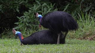 Southern Cassowary Mating behavior in 4K [upl. by Ahsauqal]