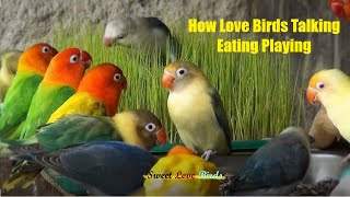 How Love birds talking and playing  Love Birds Chirping birdslover [upl. by Alyahs]