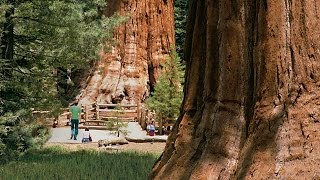 Sequoia National Park  Kings Canyon [upl. by Felty]