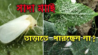 insecticide for plantsPegasus Insecticide for white flyWhite Fly সাদা মাছির সেরা কীটনাশক [upl. by Hafeenah507]