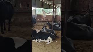 Meri gaya aati hai mujhako doodh pilati hai gaiyameri merigaiya gaiyamerigaiya cow🐄🐄♥️♥️ [upl. by Ahsyat]