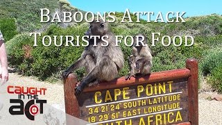 Cape Baboons attack Tourists for food [upl. by Aivata]