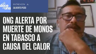 Entrevista ¬ Más de 80 monos víctimas de tráfico ilegal mueren por ola de calor en Tabasco ONG [upl. by Ahtabbat]