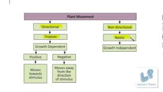 Science videos Types of tropic movement Plants study [upl. by Ayirp]