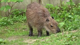 Capybara CloseUp by eat grass [upl. by Gower]