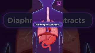 Are we breathing right  Role of Diaphragm in Breathing  BYJUS Biology shorts [upl. by Alford]