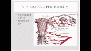 anatomy review  for OB GYN rotation [upl. by Cynthia629]