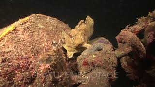 Giant Frogfish Eating Lionfish Kungkungan Bay Resort Kbr Lembeh Strait Sulawesi Indonesia [upl. by Elay]