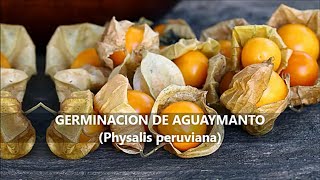 como germinar semillas de aguaymanto physalis peruvianaHow to germinate golden berry seeds [upl. by Oivaf567]