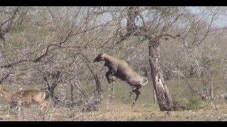 Nilgai Hunting in South Texas [upl. by Pardoes79]