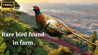 The first time I saw a male pheasant with two female pheasants looking for foodnature exploration [upl. by Wager]