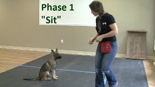 How to Train a Dog to quotSitquot K91com [upl. by Jill]