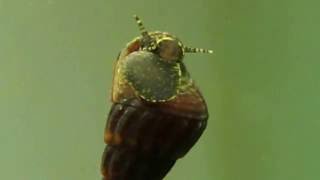 Golden Spotted Poso Salyangoz Yavru  Golden Spotted Poso Snail Baby [upl. by Leinaj]